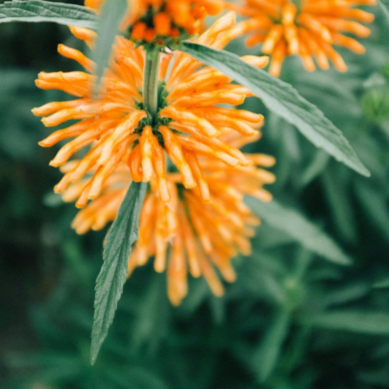 Leonotis leonurus 種子 | Chillness Lab