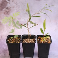 ネムノキ 3種セット