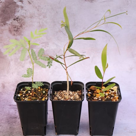 アカシアコンフサ | STORES