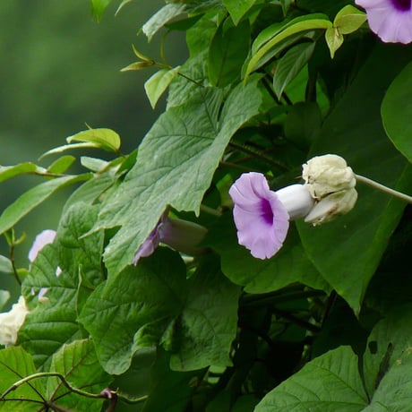 Argyreia nervosa var. nervosa ハワイアンベイビーウッドローズ 種子 無農薬・無消毒