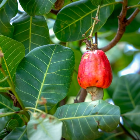 Anacardium occidentale カシューナッツ 種子
