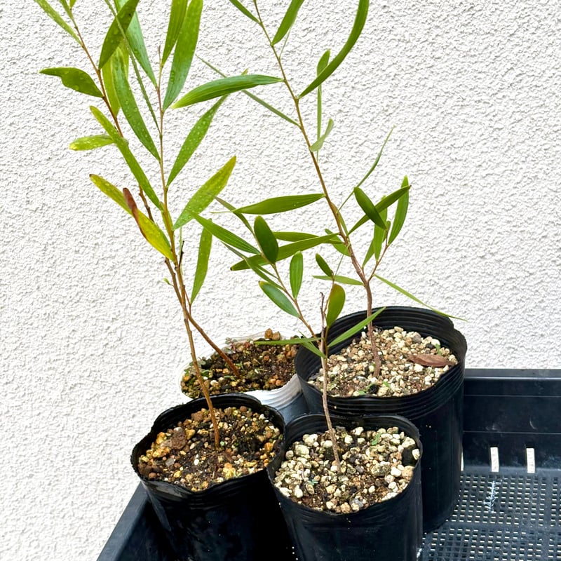 Acacia Confusa 大苗 | Chillness Lab