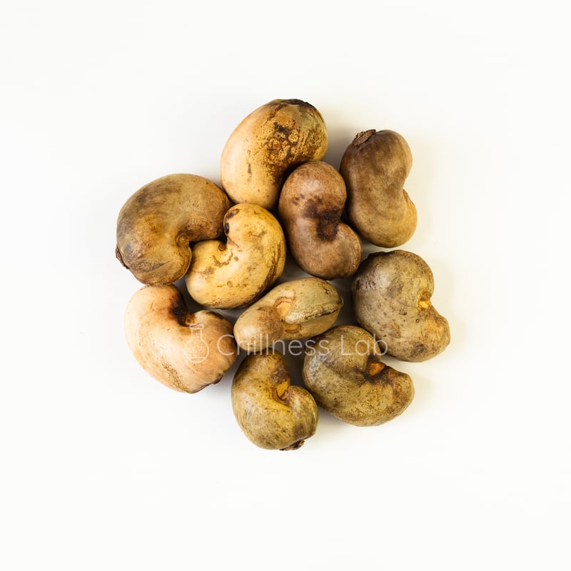 カシューナッツ Anacardium occidentale 種子 超 20粒