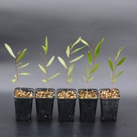 Acacia Confusa 苗