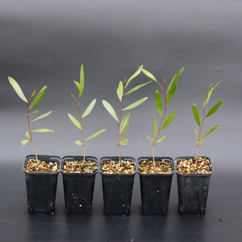 Acacia Confusa 苗 | Chillness Lab