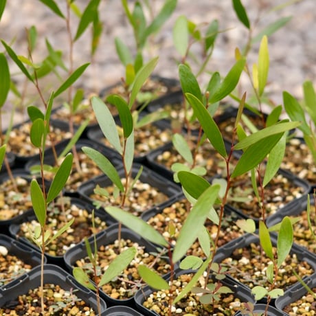 Acacia Confusa 苗