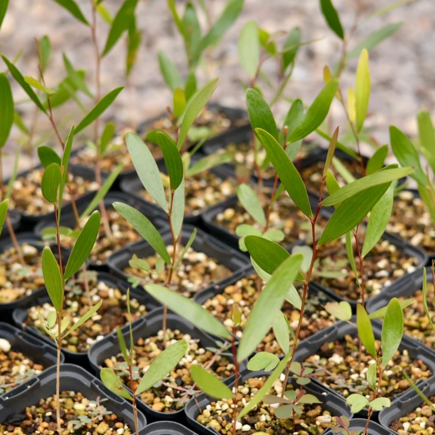 Acacia Confusa 苗 | Chillness Lab