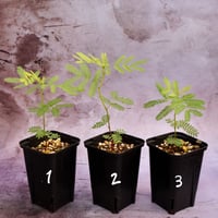 ハイクサネム（プレーリーミモザ、Desmanthus illinoensis）の苗