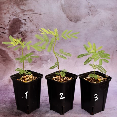 ハイクサネム（プレーリーミモザ、Desmanthus illinoensis）の苗