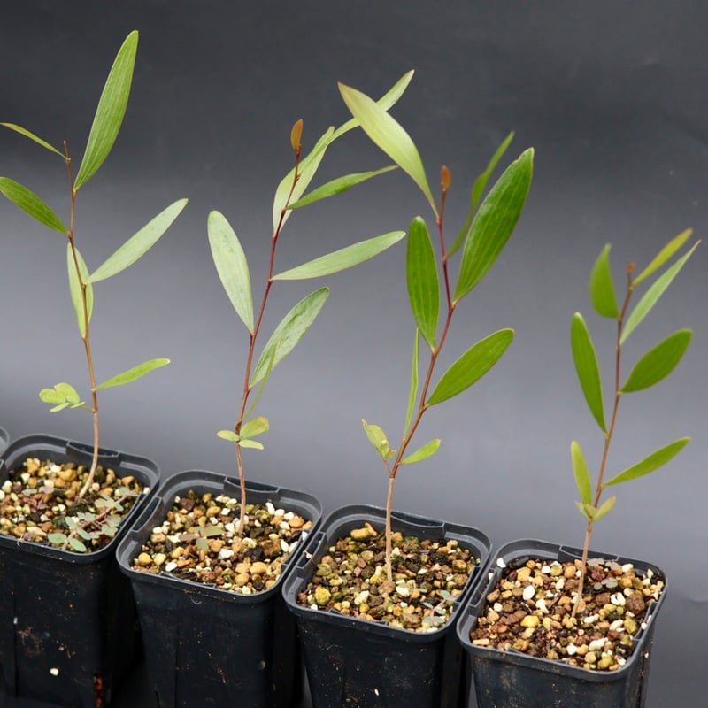 Acacia Confusa 苗 | Chillness Lab