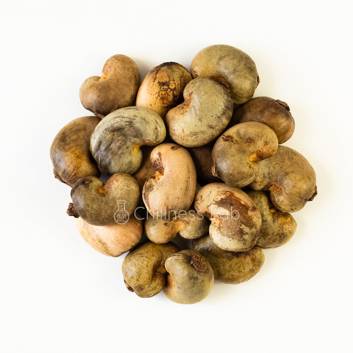 Anacardium occidentale カシューナッツ 種子 | Chillness Lab