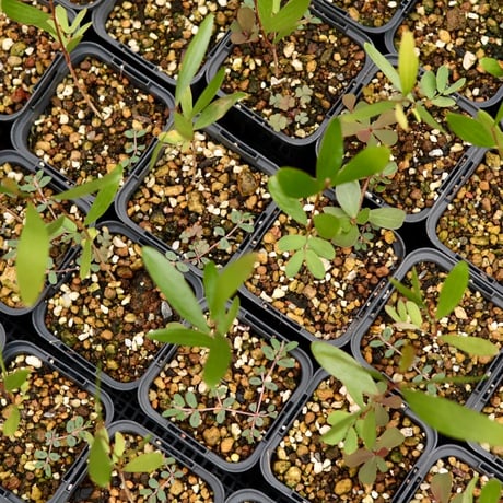 Acacia Confusa 苗