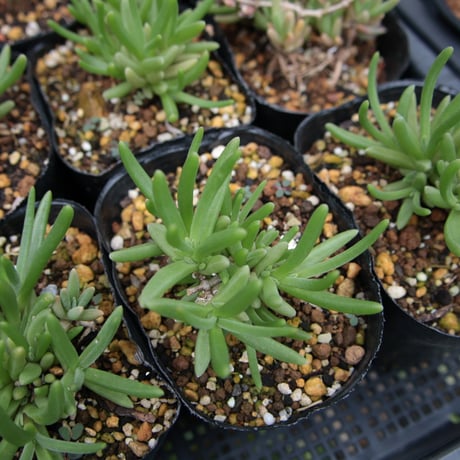 Delosperma Cooperi デロスペルマ・クーペリ 苗 鉢ごと