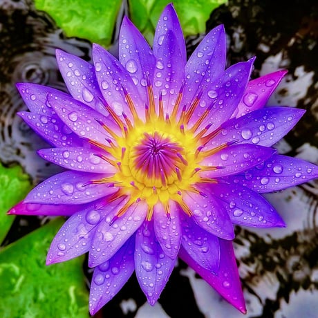 ブルーロータス Blue Lotus ドライフラワー