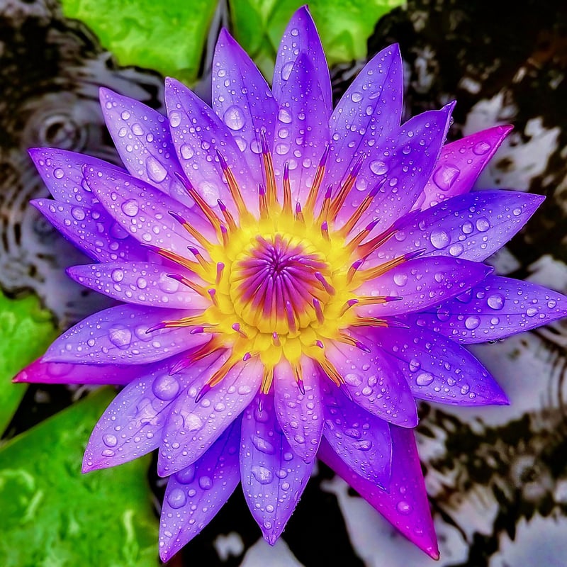 ブルーロータス ドライフラワー 100%有機栽培140g ブルーロータス Blue Lotus ドライフラワー | Chillness Lab