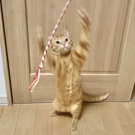 猫紐【ビニール】(棒付き)