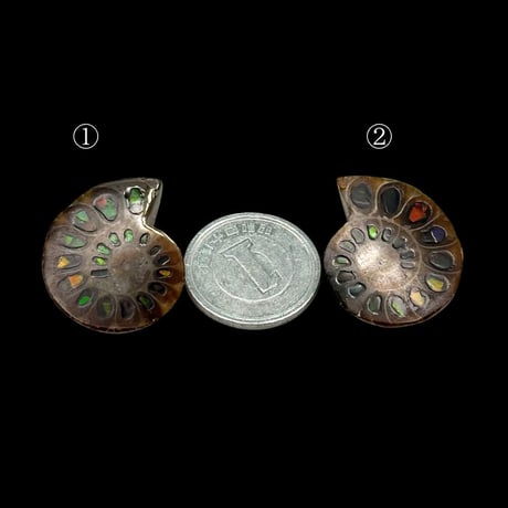 【芸術品】アンモナイトに宝石アンモライトを埋め込んで作ったアンモナイト象嵌