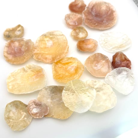 【ご依頼品】宮城県七ヶ浜桜貝天然ネックレス