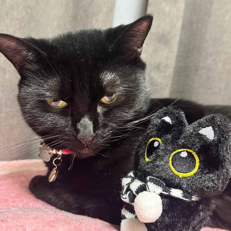 ふわもこ黒猫ぬいぐるみキーホルダー｜選べる各種シリーズ