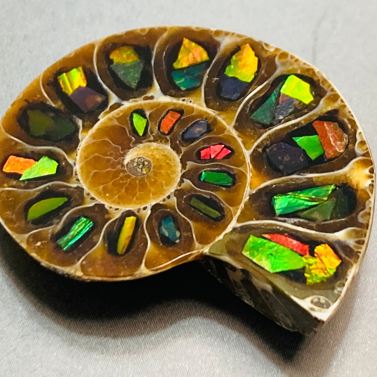 アンモナイト約2キロ アンモナイト 化石 白亜紀 標本 恐竜 n74