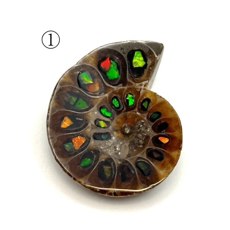 芸術品】アンモナイトに宝石アンモライトを埋め込んで作った