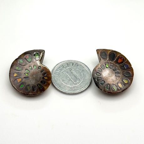 【芸術品】アンモナイトに宝石アンモライトを埋め込んで作ったアンモナイト象嵌