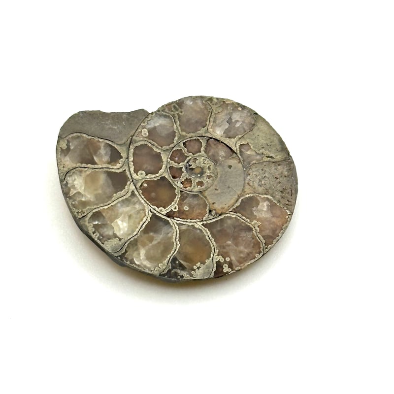 化石】アンモナイト｜アクリル板と粘土付き | ジュエリー春日