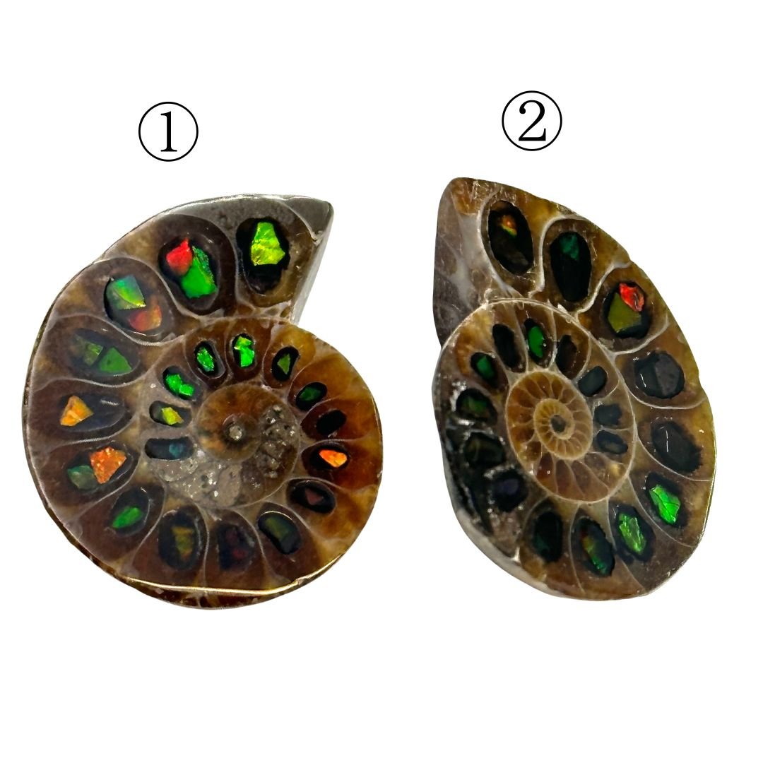 アンモナイト・アンモライト コレクション 約38個 アンモナイト・アンモライト コレクション 約38個