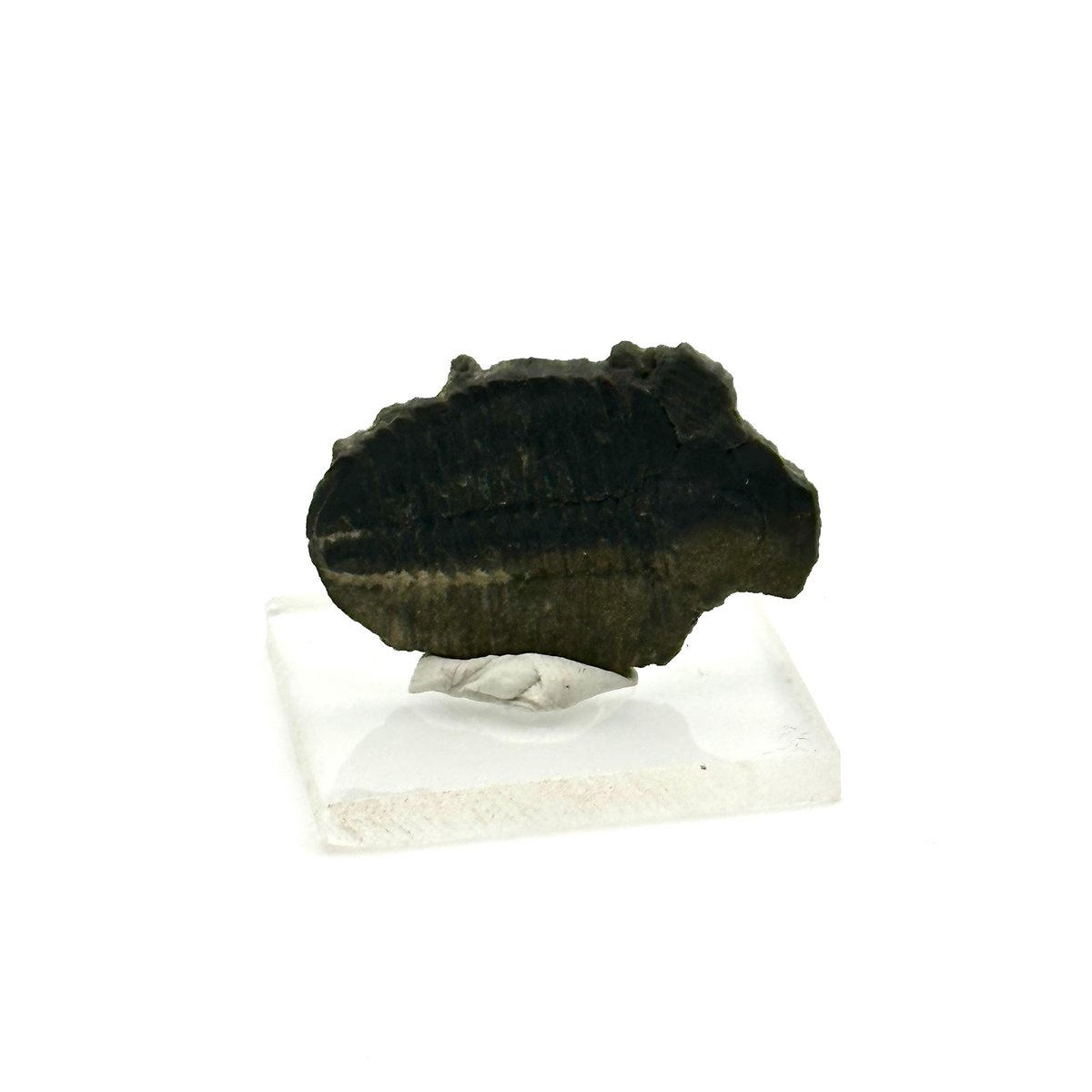 三葉虫化石（エルラシア）展示セット｜粘土＆アクリル台で飾れる