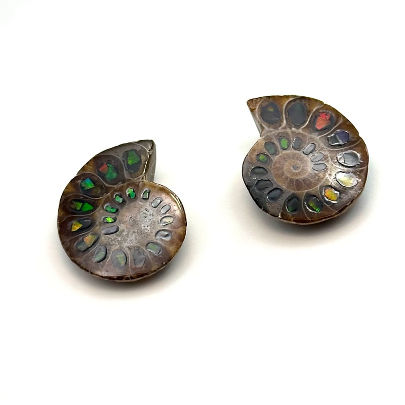 芸術品】アンモナイトに宝石アンモライトを埋め込んで作った