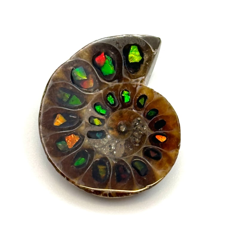 芸術品】アンモナイトに宝石アンモライトを埋め込んで作った