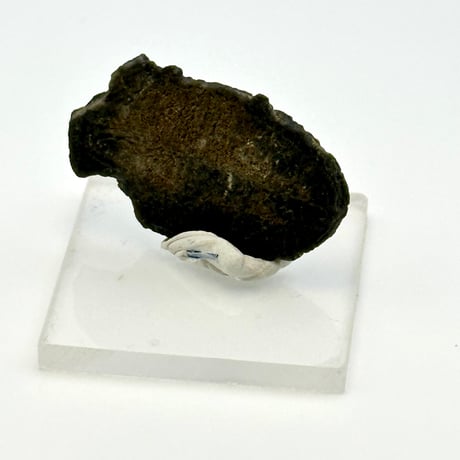 三葉虫化石（エルラシア）展示セット｜粘土＆アクリル台で飾れるユタ州産化石標本