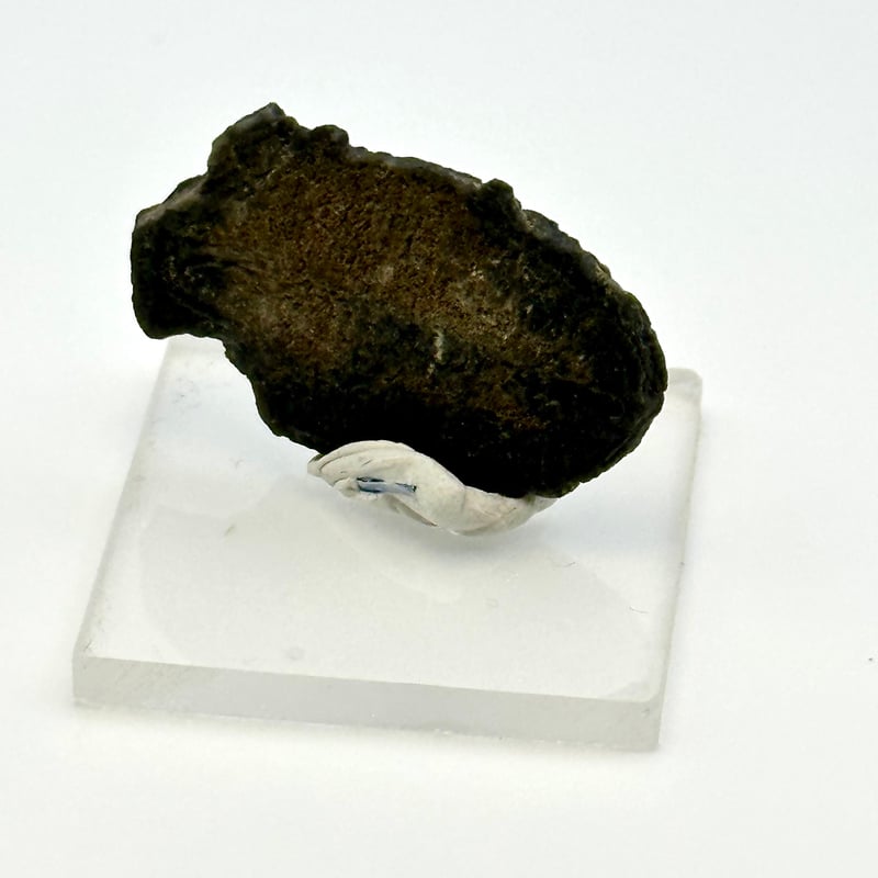 三葉虫化石（エルラシア）展示セット｜粘土＆アクリル台で飾れるユタ州