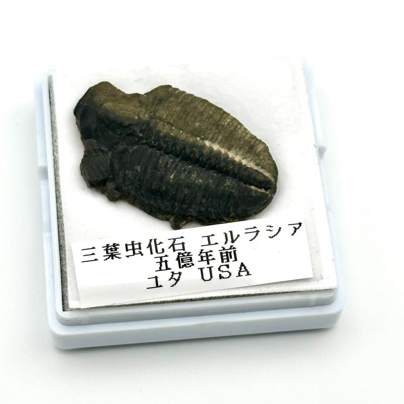三葉虫化石（エルラシア）展示セット｜粘土＆アクリル台で飾れるユタ州