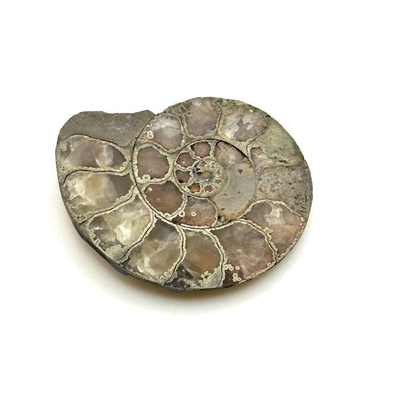 化石】アンモナイト｜アクリル板と粘土付き | ジュエリー春日