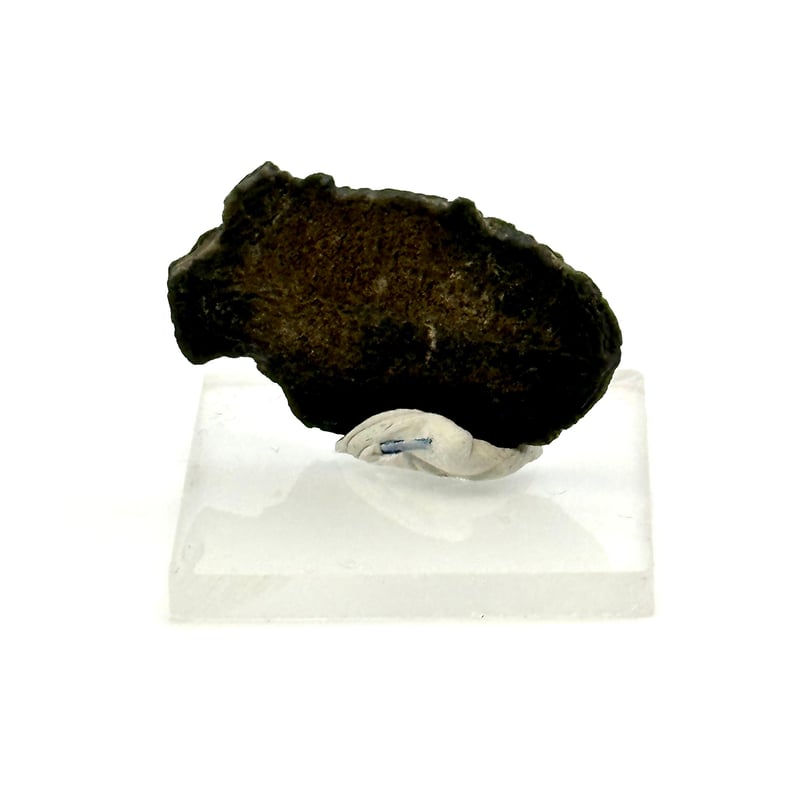 三葉虫化石（エルラシア）展示セット｜粘土＆アクリル台で飾れるユタ州