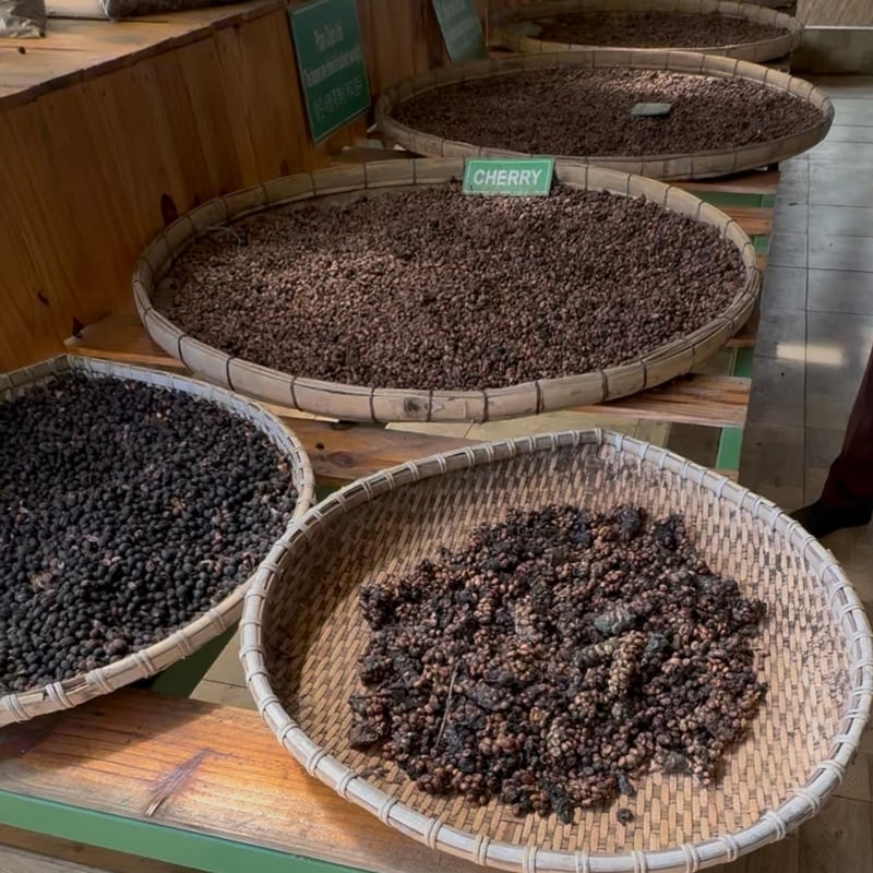 ベトナム農園視察 ジャコウネココーヒー 100g｜チェリー（粉）｜コピルアク ベトナム農園視察 ジャコウネココーヒー 100g｜モカ（豆）／チェリー