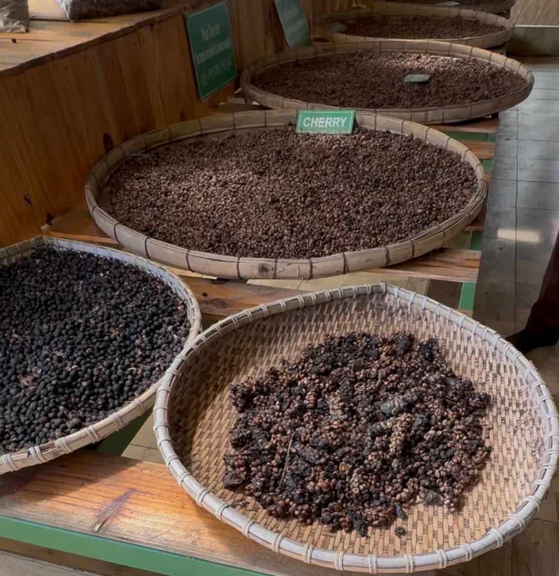ベトナム農園視察 ジャコウネココーヒー 100g｜モカ（豆）｜コピルアク ベトナム農園視察 ジャコウネココーヒー 100g｜モカ（豆）／チェリー