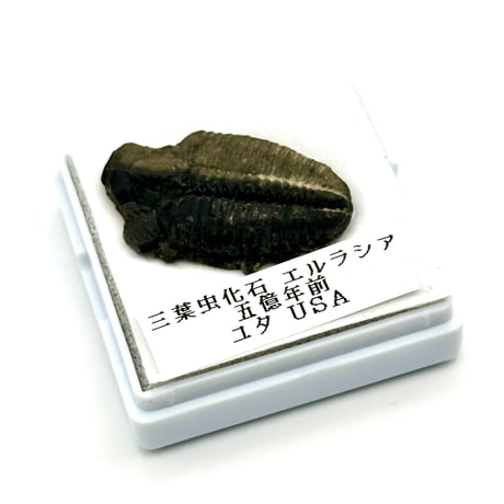 三葉虫化石（エルラシア）展示セット｜粘土＆アクリル台で飾れるユタ州産化石標本