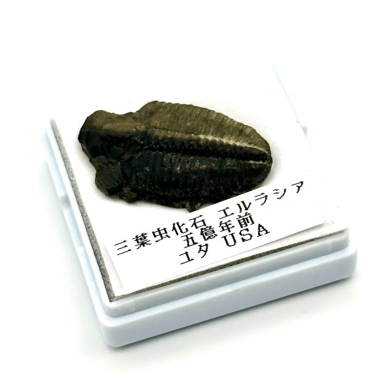 三葉虫化石（エルラシア）展示セット｜粘土＆アクリル台で飾れるユタ州