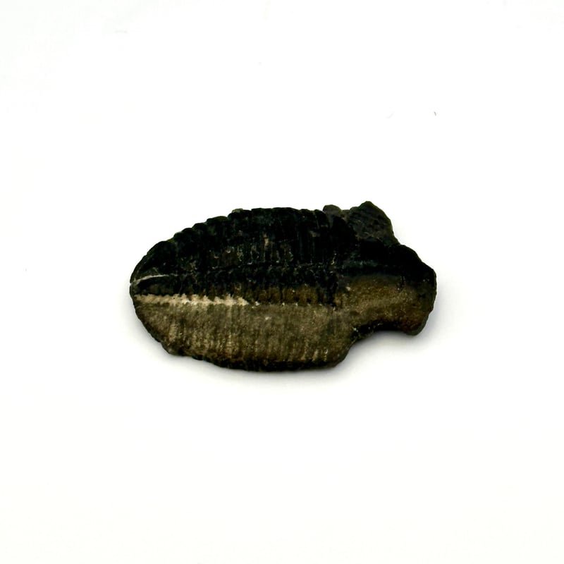 三葉虫化石（エルラシア）展示セット｜粘土＆アクリル台で飾れる