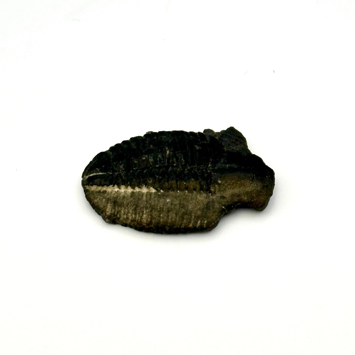 三葉虫化石（エルラシア）展示セット｜粘土＆アクリル台で飾れるユタ州