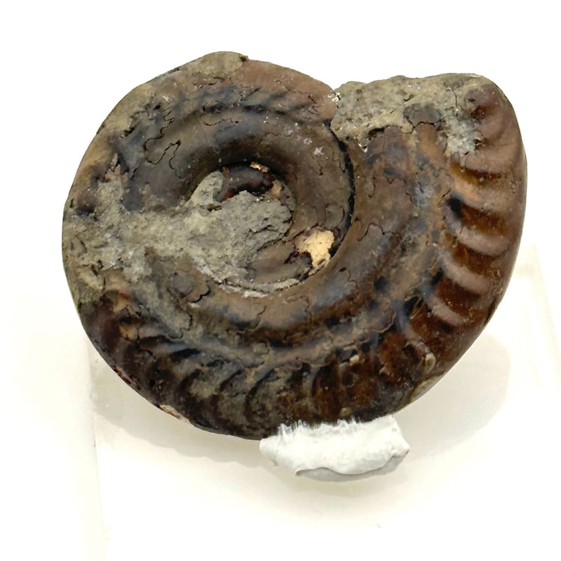 化石】アンモナイト｜アクリル板と粘土付き | ジュエリー春日