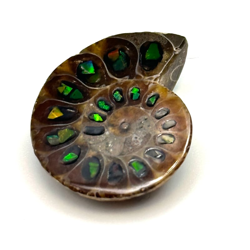 芸術品】アンモナイトに宝石アンモライトを埋め込んで作った