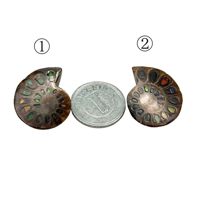 芸術品】アンモナイトに宝石アンモライトを埋め込んで作った