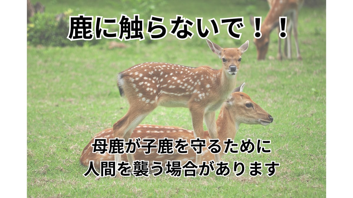 奈良公園の鹿に触ってはいけない！子鹿を守る母親/マダニがいるかも