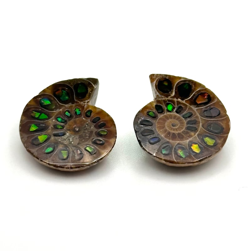 アンモナイト・アンモライト コレクション 約38個 芸術品】アンモナイトに宝石アンモライトを埋め込んで作った