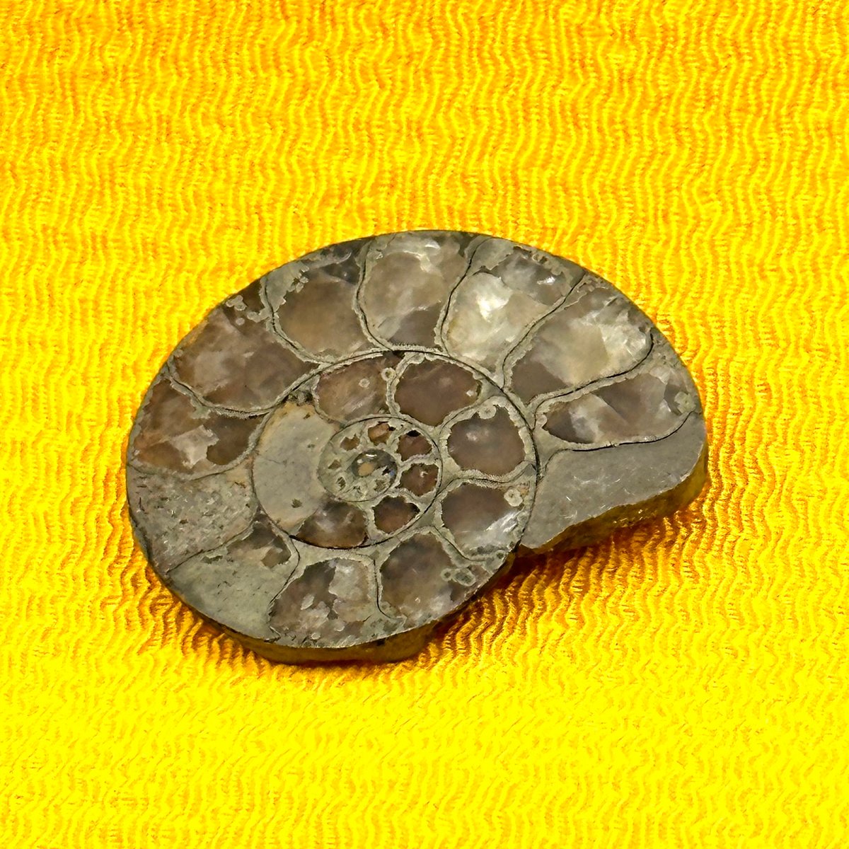 化石】アンモナイト｜アクリル板と粘土付き | ジュエリー春日