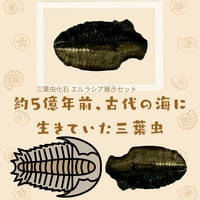 三葉虫化石（エルラシア）展示セット｜粘土＆アクリル台で飾れるユタ州産化石標本
