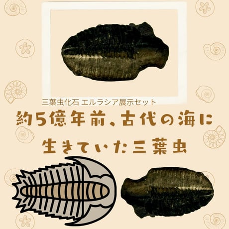 三葉虫化石（エルラシア）展示セット｜粘土＆アクリル台で飾れるユタ州産化石標本